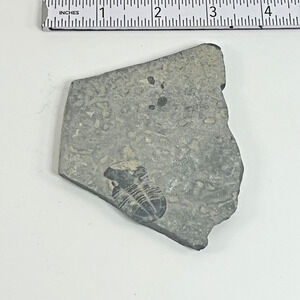 Trilobite Fossil Stone Natural Specimen Display Collectible